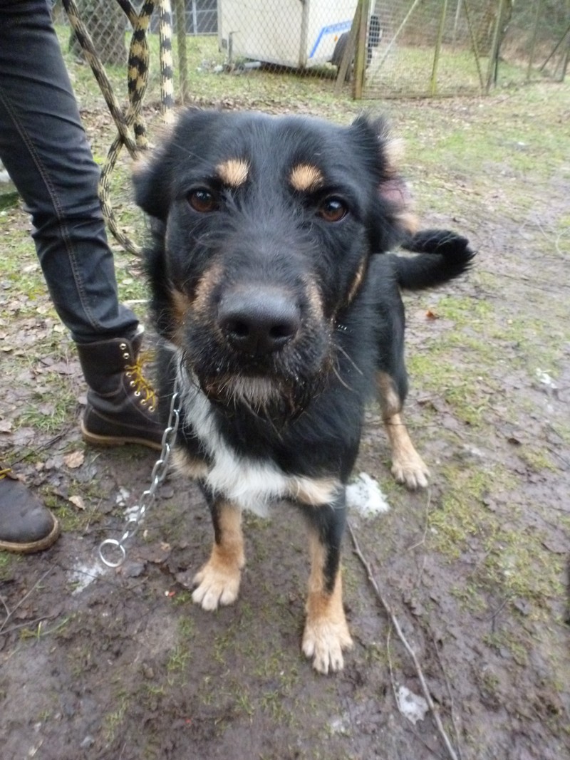 Kenzo adorable chiot croisé beauceron né en mai 2012 - Refuge SPA de Forbach P1030320