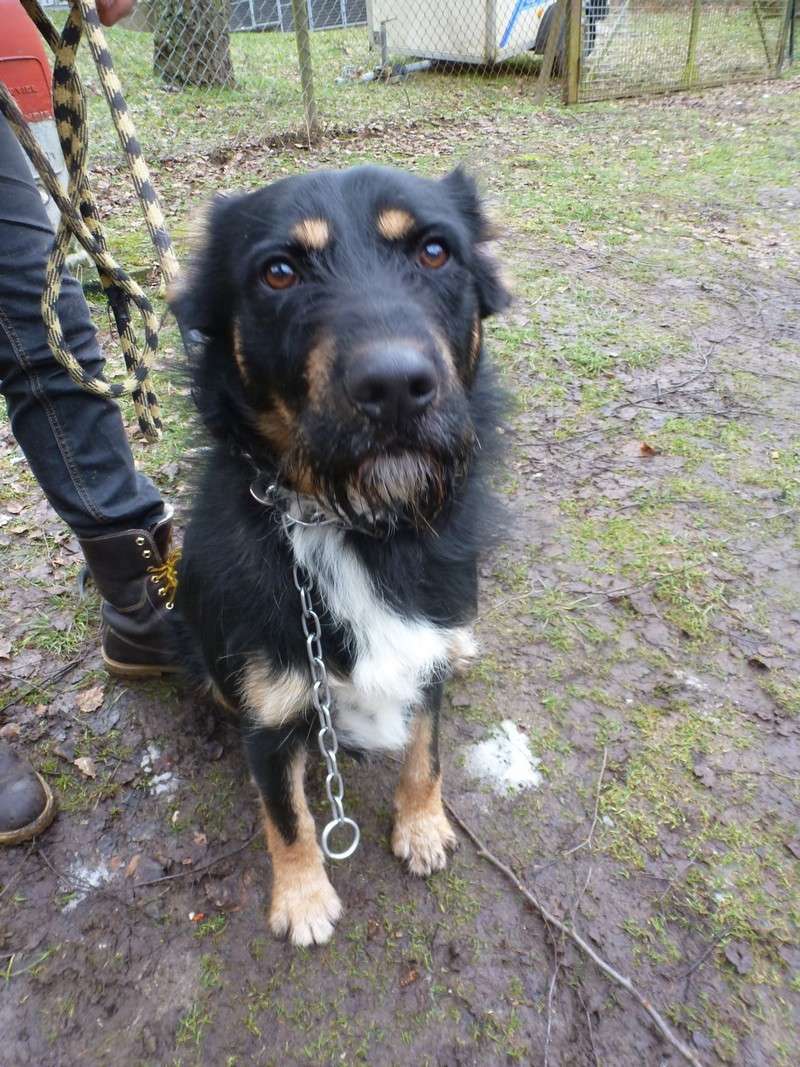 Kenzo adorable chiot croisé beauceron né en mai 2012 - Refuge SPA de Forbach P1030321