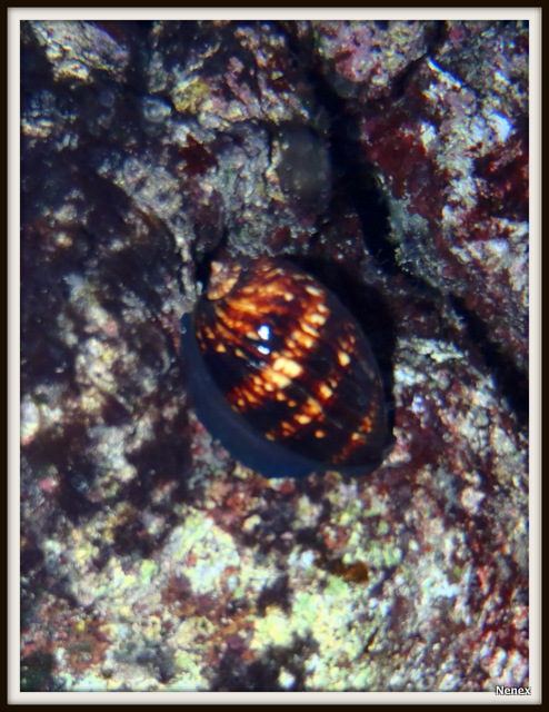 Mauritia mauritiana - (Linnaeus, 1758) - Live P8280011