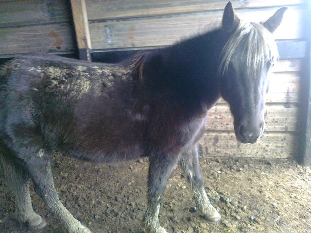 PELIPA - ONC Poney née en 2007 - adoptée en septembre 2014 par Ceed Photo087