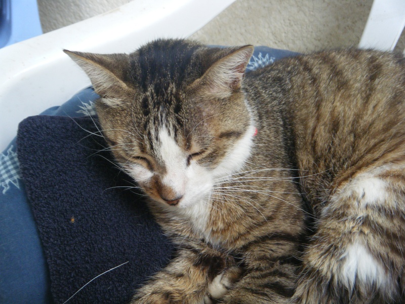 mon chat et mon pinous :) Dscf2711