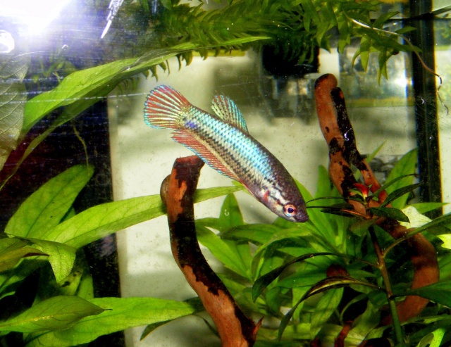 Mes bettas 04-08-11