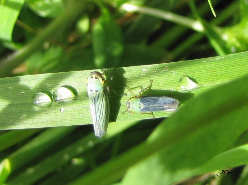 Cicadella viridis Img_7710