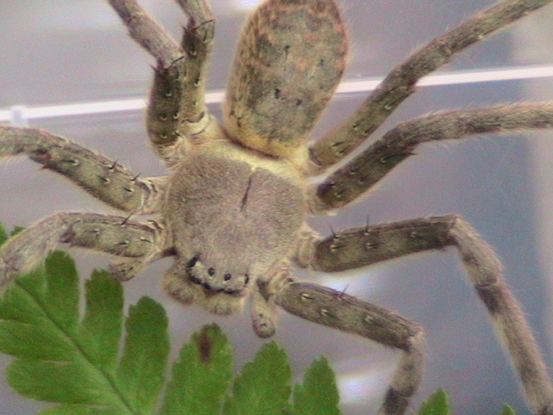 Sparassidae flore Philippine  Pic_2932