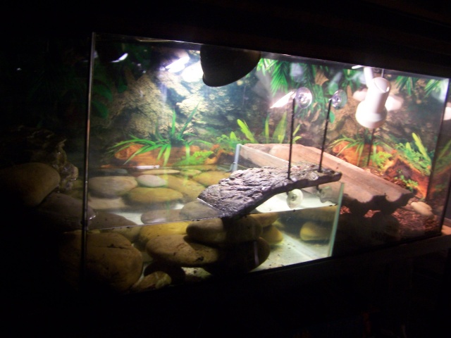 Aménagement d'un terrarium pour tortue palustre 000_0010