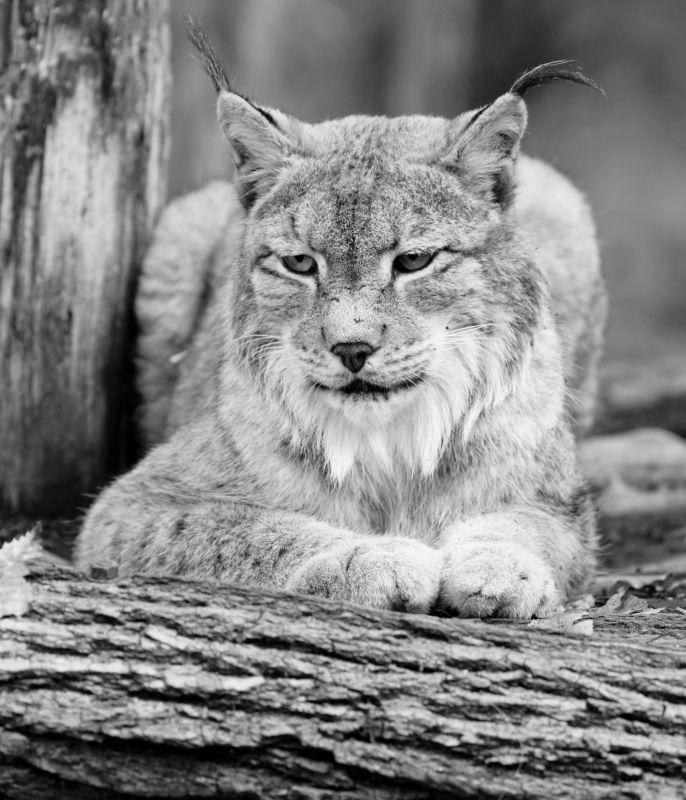 Un gros chat _mg_9416