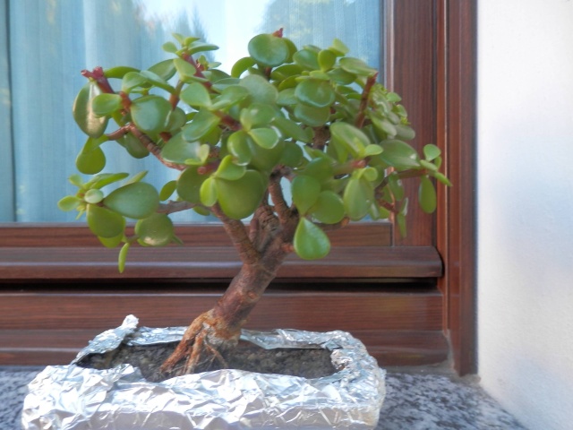 crassula bonsai - Pagina 3 Cr110