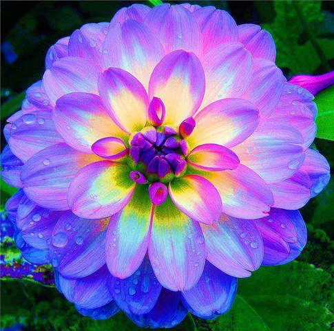 زهرة الأضاليا ، ذو الألوان الرائعة والتي تبدو وكأنها تضئ ! 32597_10