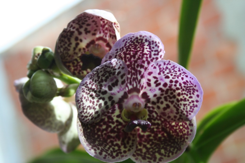 vanda kulvadee fragrant black spot - Page 3 Img_0714