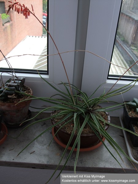 Aloe bellatula Aloe_b10