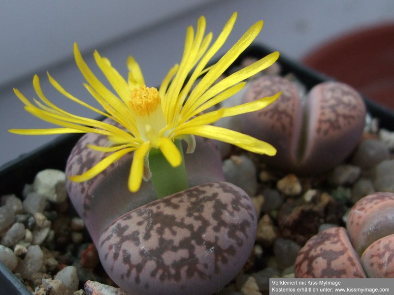 Lithops Lithop10