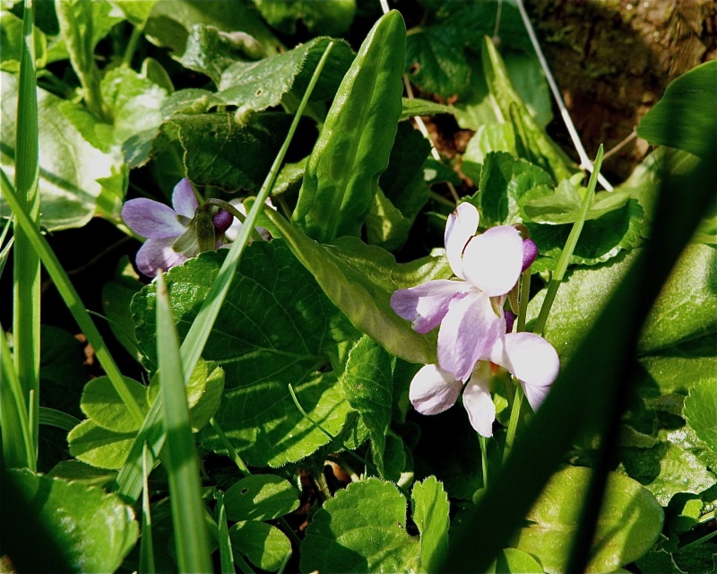 la culture des violettes sauvages -Viola odorata (violettes odorantes) - Page 2 P1010210