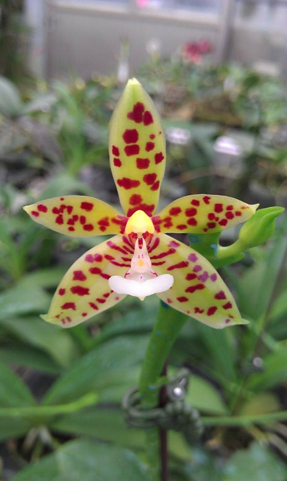 Phalaenopsis cornu-cervi (lamelligera) 10551910