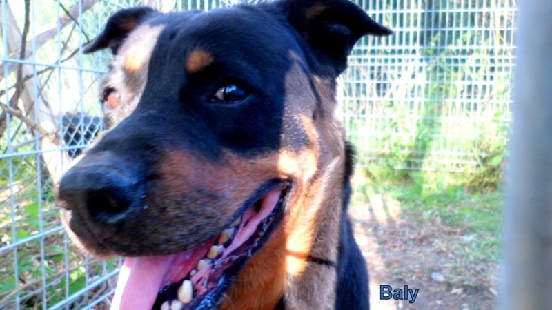 URGENT XENA 9 ANS et BALY 7 ANS  ROTTWEILER 12395210