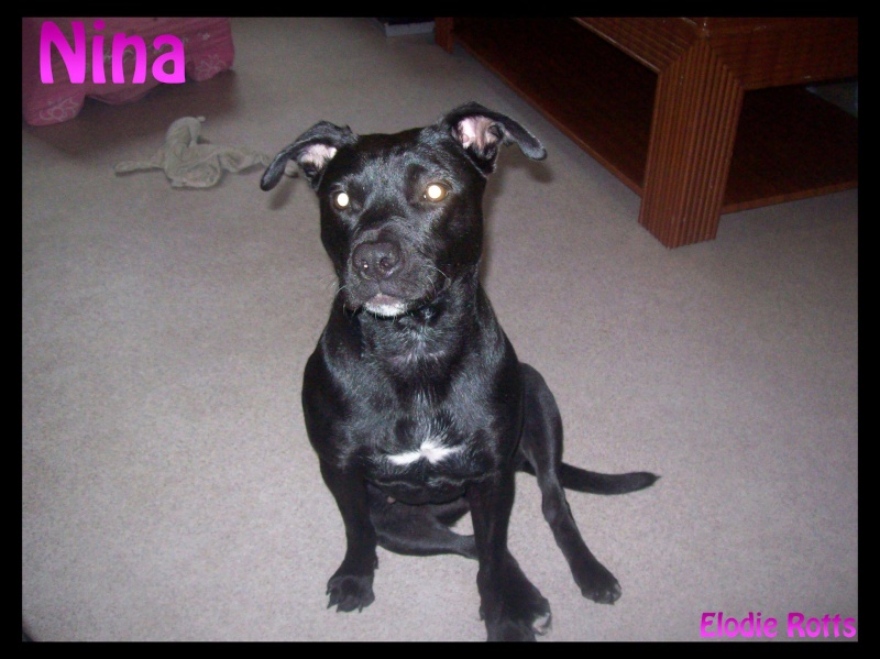 NINA (adoptée) 12628710