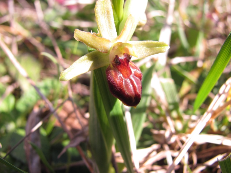 trouve cette plante non carnivore. - Page 6 Orchis10