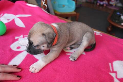 Couleur Bebe Staff Couleur Bebe Staff