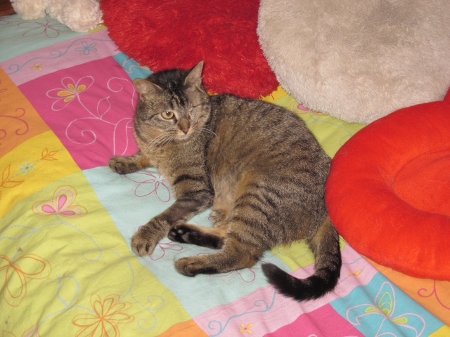 • RUMBA, européenne brun tabby, 4 ans - F  - Page 2 Img_4811