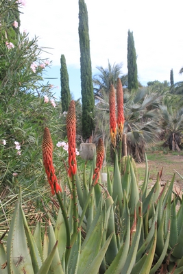 acclimation aechmea - Pierre - Jardin d'acclimatation privé : l'Oasis (66) - Page 39 Aloe_r10