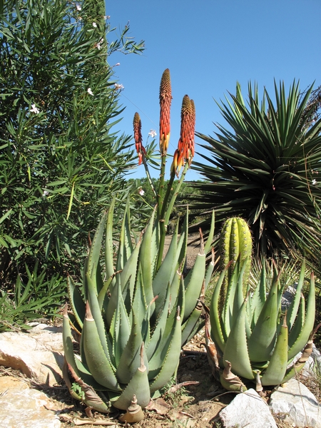 Aloe reitzii Aloe_r13