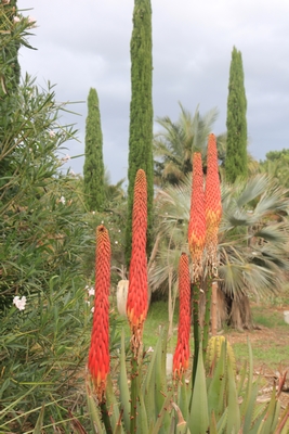 Aloe reitzii Aloe_r15