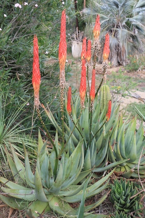 Aloes à floraison automnale. Aloe_r22