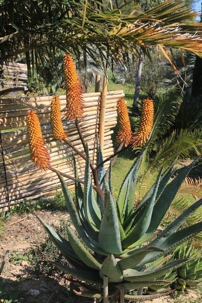 Aloe ferox Aloe_x10