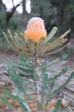 Banksia - le genre. Banksi26