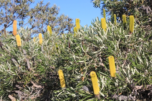 Banksia - le genre. Banksi33