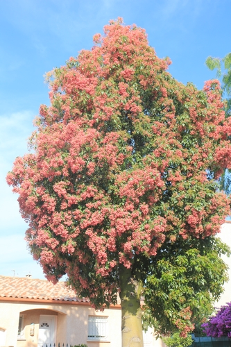 Brachychiton populneus x acerifolius Brachy23