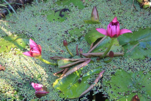 Nelumbo et Nymphaea - espèces et conseils de culture - Page 11 Bull_s14