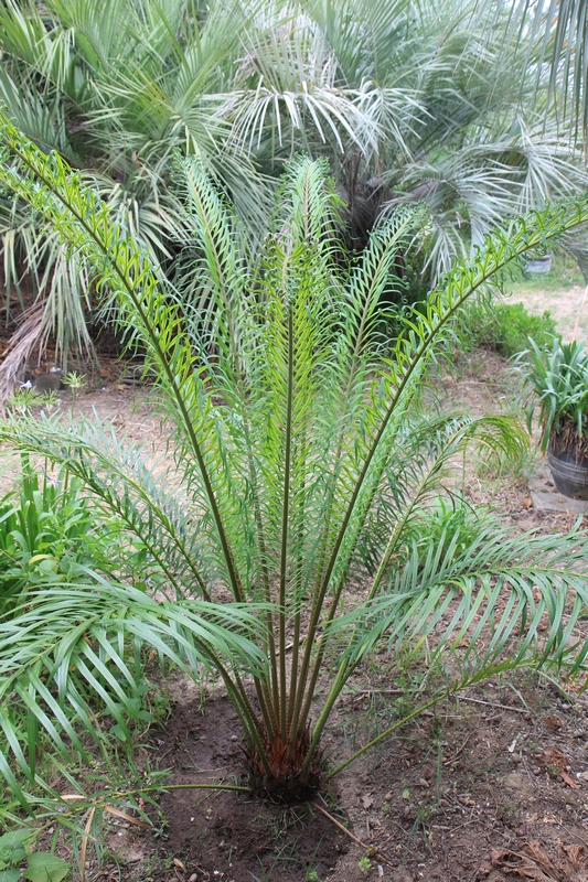 Cycas hybride revoluta x multifrondis - fiche d'acclimatation Cycas_12