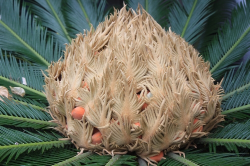 Pollinisation des Cycadales. Cycas_25