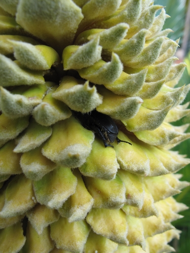 Pollinisation des Cycadales. Cycas_31