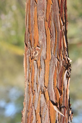 Eucalyptus : mallees et petits eucalyptus. Eucaly27