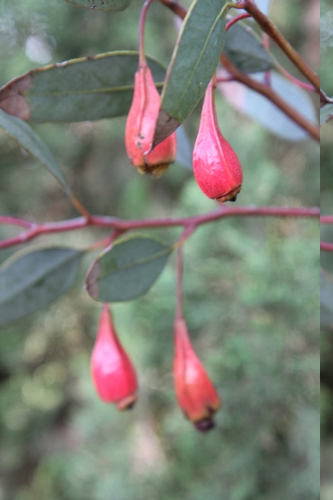 Eucalyptus : mallees et petits eucalyptus. - Page 2 Eucaly37