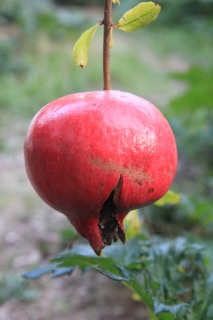 Grenade de bouche pour climat méditerranéen à étés chauds et hivers doux. Grenad17