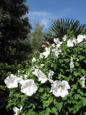 Hibiscus syriacus - althea  Hibisc15