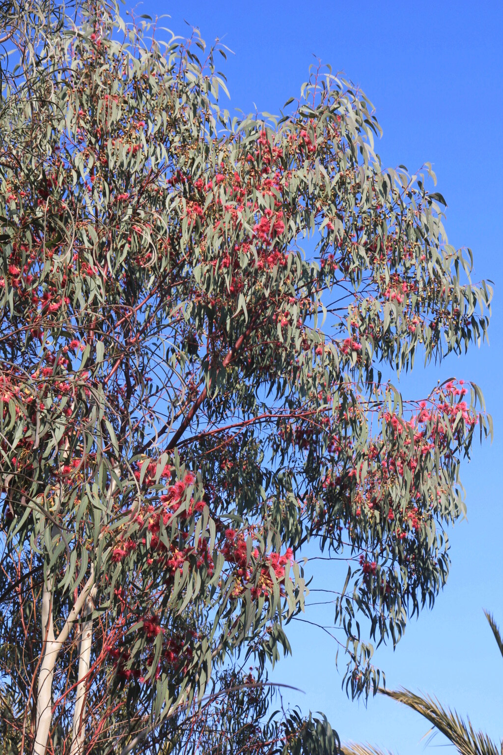 Eucalyptus petiolaris Img_3211