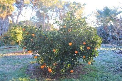 Pierre - Jardin d'acclimatation privé : l'Oasis (66) Orange15