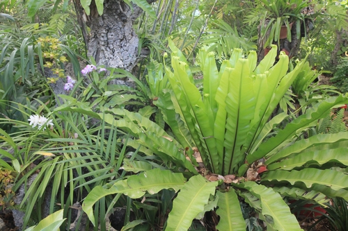 acclimation aechmea - Pierre - Jardin d'acclimatation privé : l'Oasis (66) - Page 35 Sous-b10
