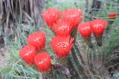 T.andalgalensis= Trichocereus huascha à floraison rouge. Tricho18