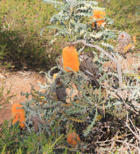 Quelques beautés d'Australie Occidentale. Wa_ban10