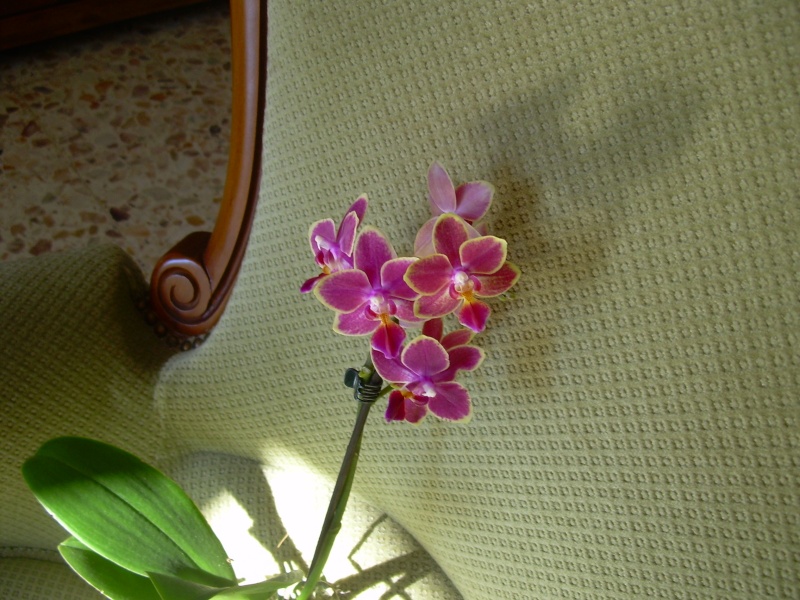 Phalaenopsis inconnu Photo_21