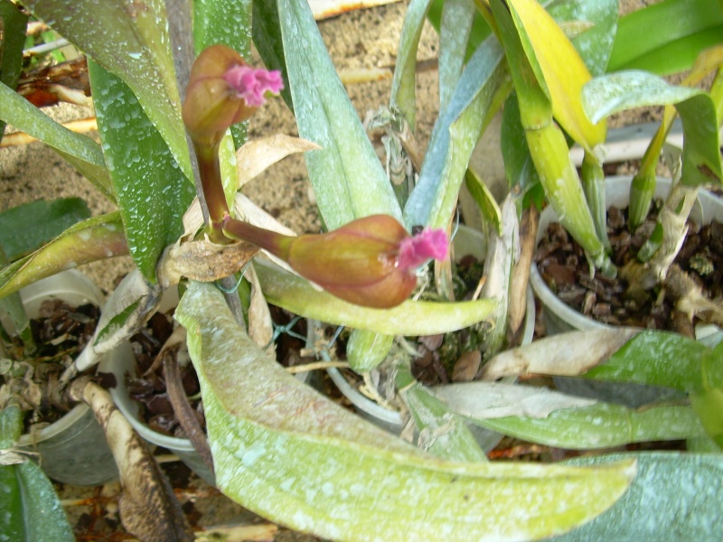 Cattleya  impoli Photo_35