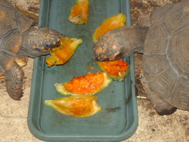 Dégustation de figues de barbarie Images14