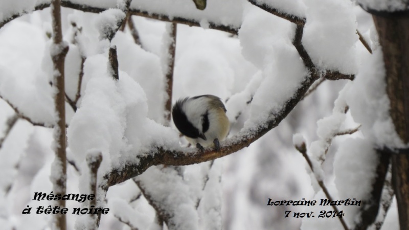 Mésange tête noire dans la neige Mysang11
