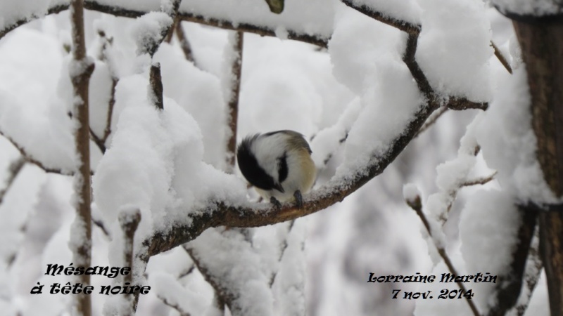 Mésange tête noire dans la neige  Mysang11