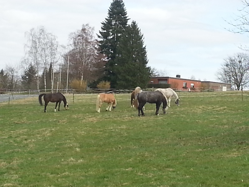 Dépt 63 BIJOU Percheron 6 mois Sauvé par Juliane (Bijou007) (Octobre 2012) - Page 25 20130422