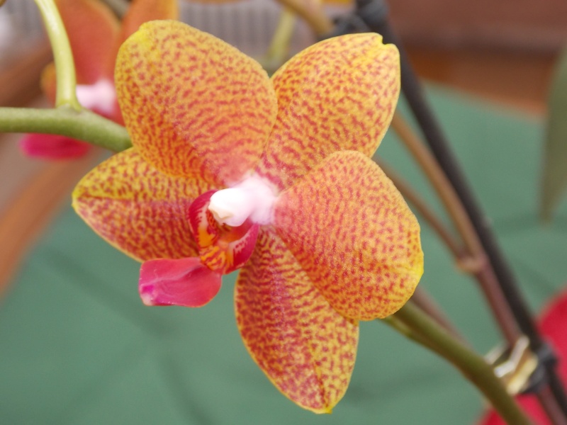 Mes orchidées 04911